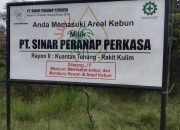 MASIH ADA LAHAN DIKLAIM PERUSAHAAN, WARGA TOLAK MASUK HGU PT. SINAR PERANAP PERKASA Konflik Lahan di Rakit Kulim dan Peranap Memanas, Mediasi Belum Berbuah Kesepakatan