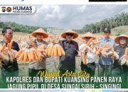 Kapolres dan Bupati Kuansing Dukung Ketahanan Pangan Nasional, Hadiri Panen Raya Jagung Pipil di Desa Sungai Sirih