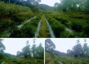 BREAKING NEWS | intelkriminal.co.id  Wakil Ketua DPRD Agam Fraksi PAN Henrizal Berkebun Cabai, Berdayakan Ibu-Ibu dan Tekan Pengangguran