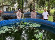 BREAKING NEWS|Intelkriminal.co.id  Dukung Ketahanan Pangan, Polsek Lirik Cek Budidaya Ikan Nila dan Lele di Desa Rejosari