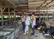 BREAKING NEWS|Intelkriminal.co.id  Dukung Ketahanan Pangan Nasional, Polsek Lubuk Batu Jaya Sambangi Peternak Sapi di Desa Pontian Mekar
