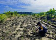 BREAKING NEWS|Intelkriminal.co.id  Polres Inhu Perkuat Swasembada Pangan Lewat Pengecekan Lahan Jagung Pipil 4 Hektar
