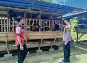 BREAKING NEWS|Intelkriminal.co.id  Dukung Ketahanan Pangan Nasional, Polsek Lubuk Batu Jaya Sambangi Peternak Kambing di Sungai Beberas Hilir