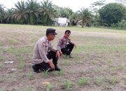 BREAKING NEWS| Intelkriminal.co.id Begini Cara Personel Polsek Kelayang Wujudkan Ketahanan Pangan Nasional