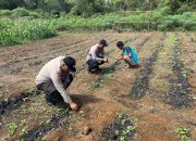 BREAKING NEWS | Intelkriminal.co.id  Dukung Ketahanan Pangan, Polsek Lirik Pantau Pertumbuhan Jagung di Lahan Binaannya