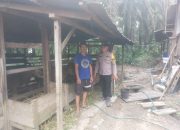 BREAKING NEWS|Intelkriminal.co.id  Personel Polsek Kelayang Pantau Langsung Kepeternak, Swasembada Pangan Daging Dapat Tercapai