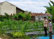 BREAKING NEWS | Intelkriminal.co.idInovatif! Polsek Peranap Sulap Lahan Kosong Jadi Kebun Cabai dan Jagung guna Dukung Ketahanan Pangan
