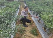 BREAKING NEWS|Intelkriminal.co.id  Dukung Ketahanan Pangan, Bhabinkamtibmas Polsek Peranap Pantau Langsung Perkebunan Cabai Warga