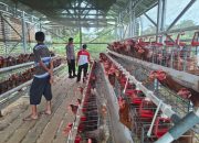 BREAKING NEWS|Intelkriminal.co.id  Dukung Ketahanan Pangan, Polsek Lirik Cek Peternakan Ayam Petelur di Desa Lambang Sari V