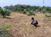BREAKING NEWS|Intelkriminal.co.id  Dukung Ketahanan Pangan Nasional, Polsek Peranap Pantau Perkembangan 1 Hektar Lahan Jagung Pipil di Baturijal Barat