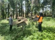 BREAKING NEWS|Intelkriminal.co.id  DDS Bhabinkamtibmas Polsek Kelayang, Polisi Cinta Petani dan Manisnya Madu