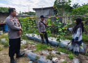 BREAKING NEWS|Intelkriminal.co.id  Sinergi Bhabinkamtibmas Polsek Lubuk Batu Jaya Sulap Pekarangan Jadi Lahan Timun Produktif demi Ketahanan Pangan