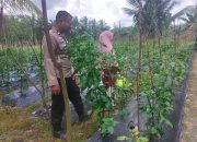 BREAKING NEWS|Intelkriminal.co.id  Manfaatkan Pekarangan Rumah, Warga Kelayang Panen Cabe dan Gambas Dibantu Polsek Kelayang