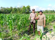 BREAKING NEWS|Intelkriminal.co.id  Dukung Ketahanan Pangan Nasional, Bhabinkamtibmas Polsek Kelayang Tinjau Kebun Jagung Milik Warga