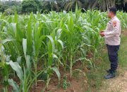 BREAKING NEWS|Intelkriminal.co.id  Dukung Ketahanan Pangan, Personel Polsek Peranap Monitor Perkembangan Kebun Jagung Poktan Bina Usaha