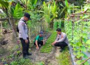 BREAKING NEWS|Intelkriminal.co.id  Dukung Ketahanan Pangan Nasional, Bhabinkamtibmas Polsek Lubuk Batu Jaya Sambangi Petani Timun dan Jagung