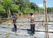 BREAKING NEWS | Intelkriminal.co.id Dukung Ketahanan Pangan Nasional, Bhabinkamtibmas Sungai Beras-beras Ajak Warga Maksimalkan Lahan Pekarangan