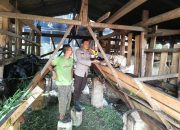 BREAKING NEWS | Intelkriminal.co.id  Bhabinkamtibmas Polsek Kelayang Sambangi Peternakan Kambing Warga, Dukung Ketahanan Pangan Nasional