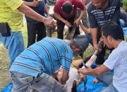 BREAKING NEWS | Intelkriminal.co.id  Ketua IKA BKPRMI Medan Ucapkan Selamat Idul Adha 1447 H, Ajak Warga Perkuat Kepedulian Sosial Lewat Kurban Dua Ekor Sapi