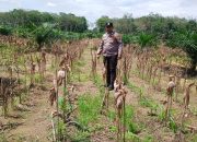 BREAKING NEWS|Intelkriminal.co.id Dukung Ketahanan Pangan Nasional, Bhabinkamtibmas Desa Baturijal Barat Turun Langsung Monitor Kebun Jagung Warga