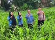 BREAKING NEWS|Intelkriminal.co.id  Dukung Ketahanan Pangan, Polsek Peranap Pantau Perkembangan Lahan Jagung Pipil di Desa Selunak
