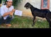 BREAKING NEWS | Intelkriminal.co.id  Penuh Syukur, Kegiatan Kurban Idul Adha 1447 H Berlangsung Khidmat
