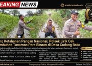 BREAKING NEWS | Intelkriminal.co.id  Dukung Ketahanan Pangan Nasional, Polsek Lirik Cek Pertumbuhan Tanaman Pare Binaan di Desa Gudang Batu