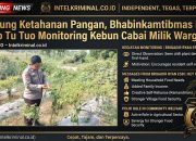 BREAKING NEWS | INTELKRIMINAL.CO.ID  Dukung Ketahanan Pangan, Bhabinkamtibmas Desa Koto Tuo Monitoring Kebun Cabai Milik Warga