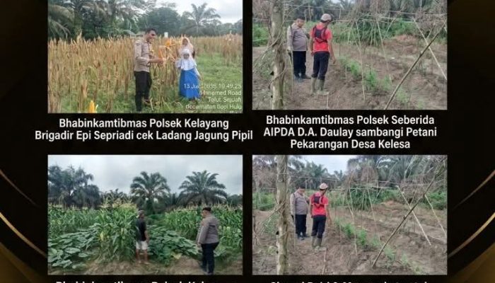 BREAKING NEWS | Intelkriminal.co.id  Ketahanan Pangan Dan Swasembada Jagung Pipil, Ini yang Dilakukan Polres Inhu