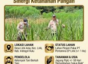 BREAKING NEWS | INTELKRIMINAL.CO.ID  Polsek Lirik Pantau Pertumbuhan Jagung Binaan di Lahan Pertamina EP, Wujud Nyata Sinergi Ketahanan Pangan