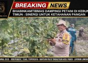 BREAKING NEWS | INTELKRIMINAL.CO.ID Dari Kebun Timun untuk Negeri: Bhabinkamtibmas Polsek Kelayang Dampingi Petani Wujudkan Ketahanan Pangan