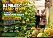 BREAKING NEWS | Intelkriminal.co.id  Kapolsek Pasir Penyu Dukung Penanaman Melon, Dorong Ekonomi dan Ketahanan Pangan Warga