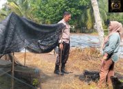 BREAKING NEWS | Intelkriminal.co.id  Swasembada Pangan, Polres Inhu Monitoring Pertumbuhan 2.000 Batang Cabe di Pekarangan Warga