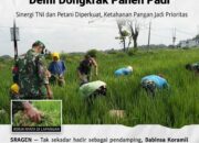 BREAKING NEWS | INTELKRIMINAL.CO.ID Tak Cuma Pantau! Babinsa Plupuh Turun ke Sawah, Gulma Dibabat Demi Dongkrak Panen Padi Sinergi TNI dan Petani Diperkuat, Ketahanan Pangan Jadi Prioritas
